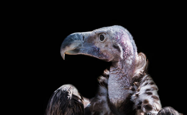 istock Griffon vulture close-up portrait 874059732