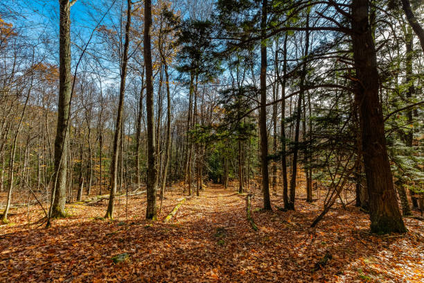 istock View of a forest in late fall 874060354