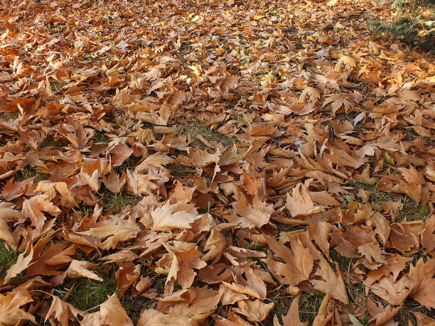 istock tree leaves falling in the autumn, dried tree leaves,falling leaves in autumn, dry tree leaves, sitting on the bank, pictures of park scenes in the fall, 874067896