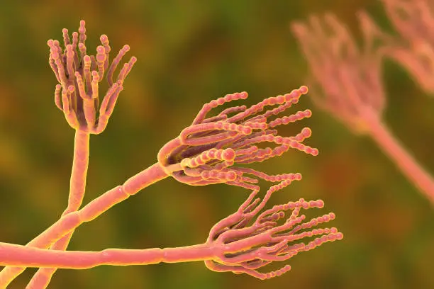 Fungi Penicillium which cause food spoilage and are used for production of the first antibiotic penicillin. 3D illustration showing spores conidia and conidiophore