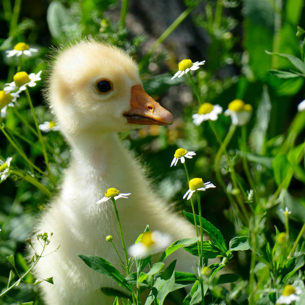 istock small yellow gosling in green grass 874070198