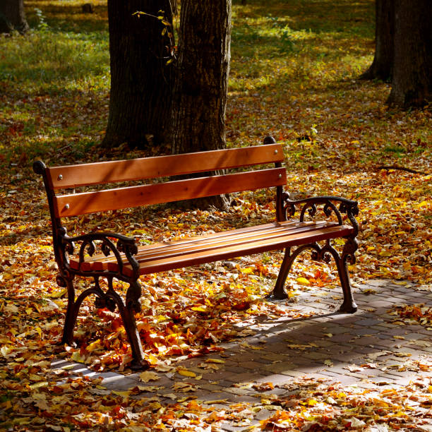 istock Beautiful garden bench in autumn park illuminated by sun. 874070374