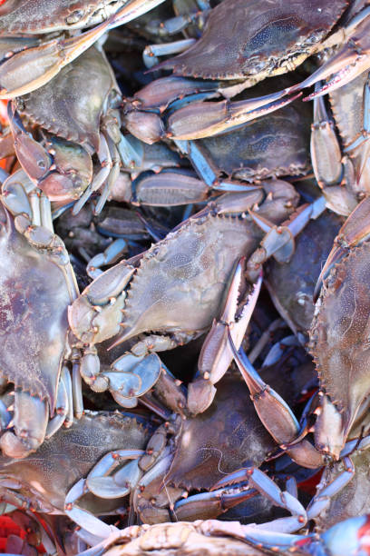 istock Alive Blue Crabs in Dalyan, Turkey 874071210