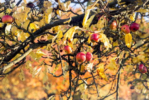 Germany wild apple garden