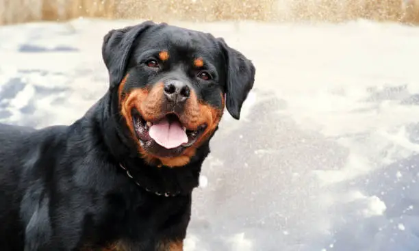 cute rottweiler dog on the snow background