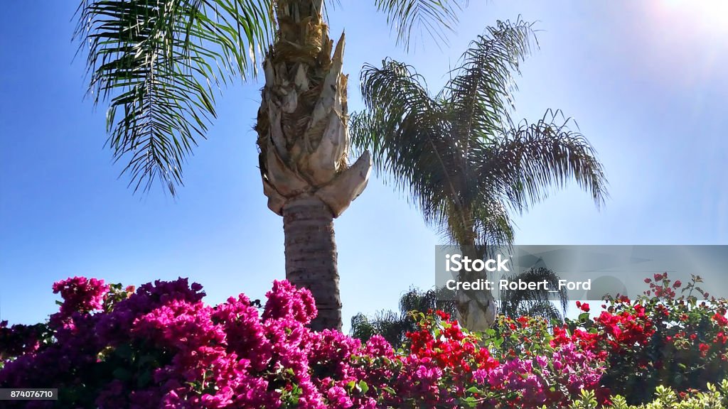Brilliant bougainvillea flowers along fences in southern California and palm trees in Loma Linda California California Stock Photo