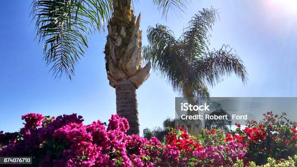 Brilliant Bougainvillea Flowers Along Fences In Southern California And Palm Trees In Loma Linda California Stock Photo - Download Image Now