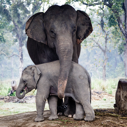 Elephant breeding center Khorsor in the natural park of Chitwan, Nepal