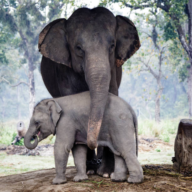 Elephants Elephant breeding center Khorsor in the natural park of Chitwan, Nepal animal family photos stock pictures, royalty-free photos & images