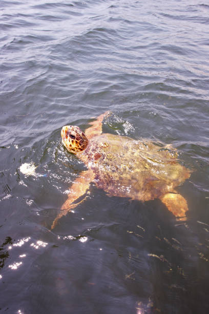 istock Swimming Caretta Caretta 874079344