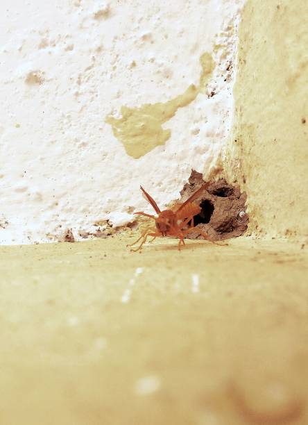 istock wasp, insects, pests, wild, wildlife 874079512