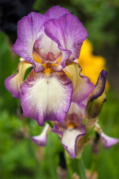 istock Violet irises bloom in the summer garden. 874079796
