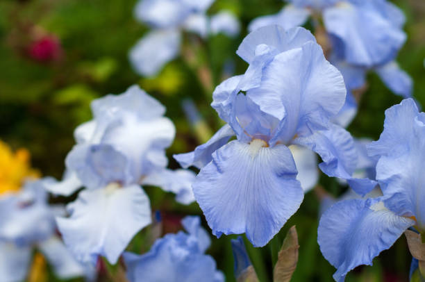 istock Blue irises bloom in the summer garden. 874081850