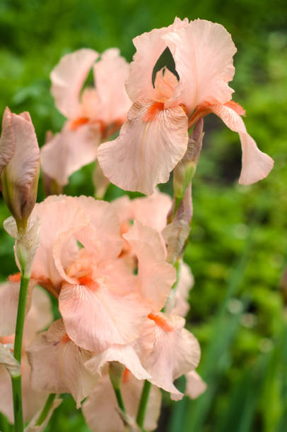 istock Pink irises bloom in the summer garden. 874082704