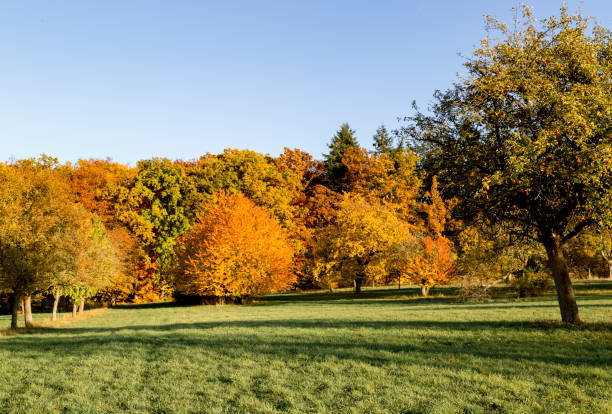 istock Apple trees in the Garden during Autumn 874084038
