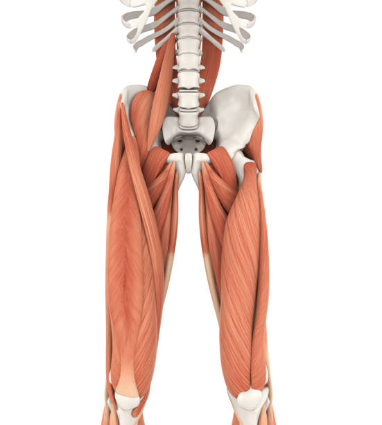 piernas superiores y anatomía de los músculos psoas - aductor grande fotografías e imágenes de stock