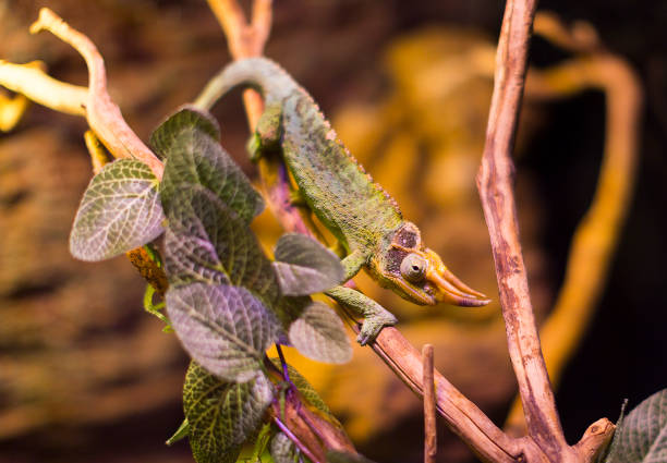 Live wild reptiles lizards shot close-up in nature