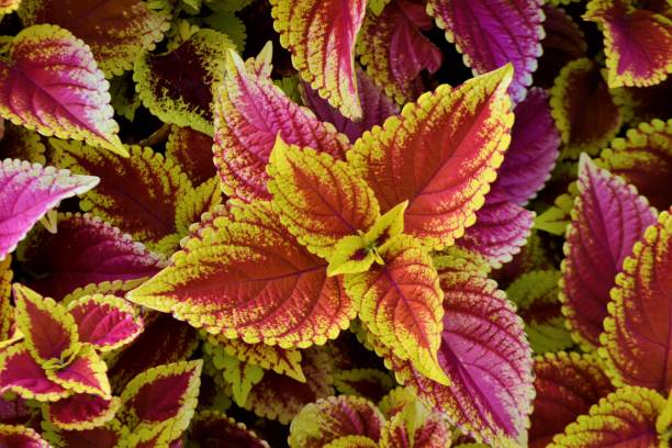 istock Red Coleus plants close up, perfect background 874085614