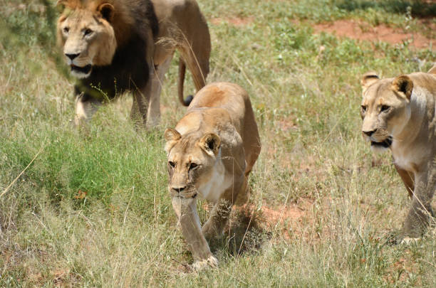 istock Pride of lions, Africa 874085812