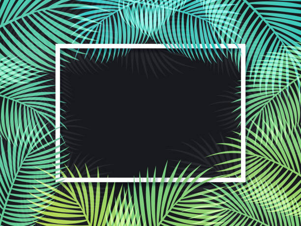 illustrazioni stock, clip art, cartoni animati e icone di tendenza di sfondo cornice palma - palm leaf frond leaf backgrounds