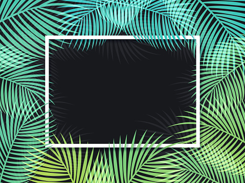 Palm Frame Background