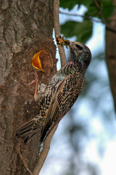 istock Starling at nest with chicks (Sturnus vulgaris) 874089002