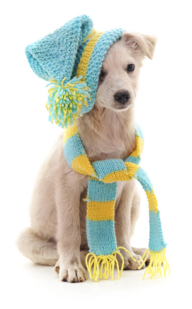 istock Dog in a cap and scarf. 874091920