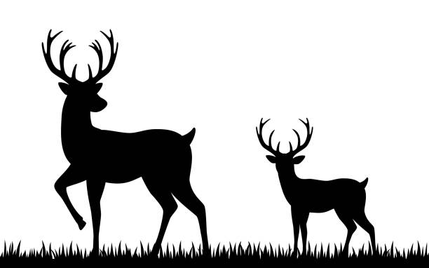 illustrazioni stock, clip art, cartoni animati e icone di tendenza di cervo silhouette su sfondo bianco - alce americano
