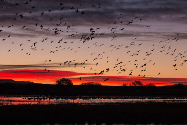istock Snow Geese Flying at Sunrsie 874095076