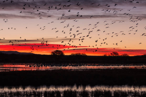 istock Snow Geese Flying at Sunrsie 874095148
