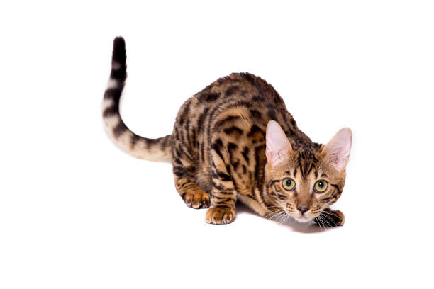 Bengal kitten, 5 months old, sneaking up, in front of white background. isolate
