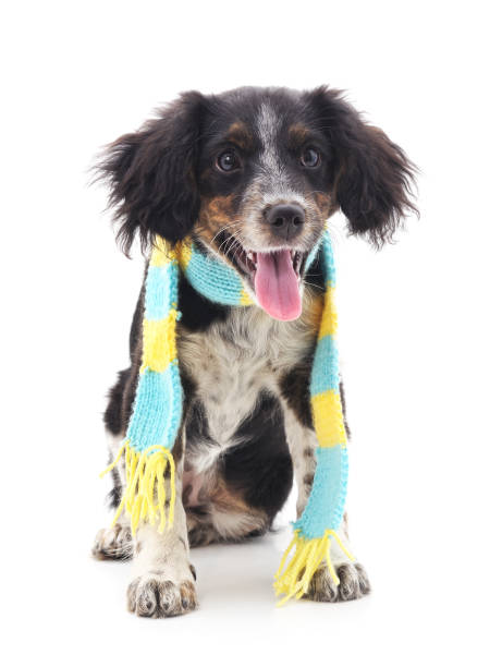 istock Dog in a scarf. 874098872