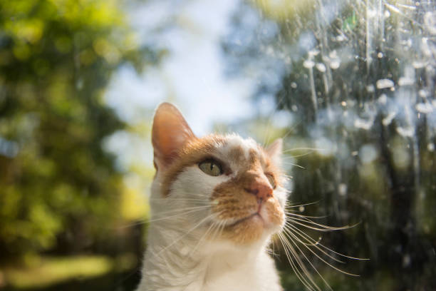 istock Curious cat seen through window sitting on the back steps into the backyard in Indiana 874099696