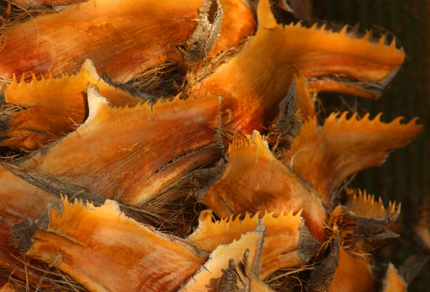 istock European Fan Palm Bark 874103396