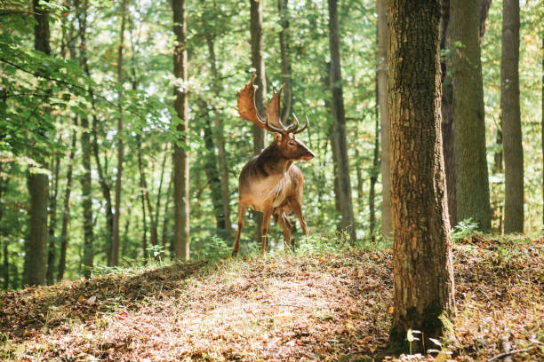 istock Beautiful deer with branched horns 874103466