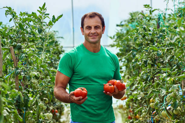 istock Farmer picking tomatoes from his garden 874107142