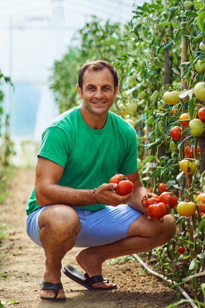 istock Farmer picking tomatoes from his garden 874107164