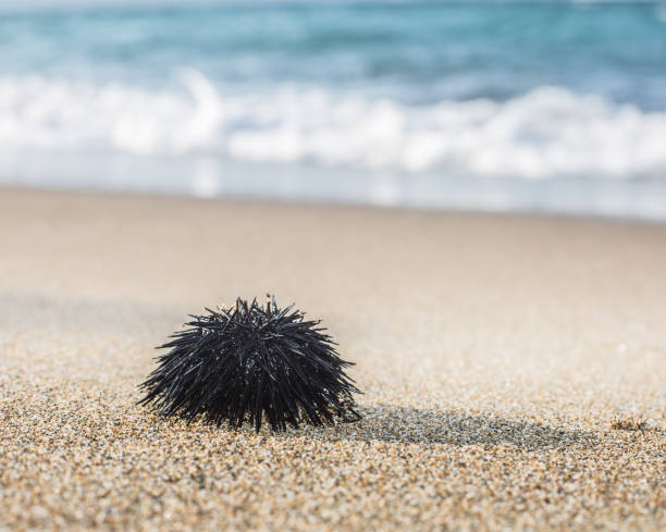 istock Urchin  at the coast line. 874110058