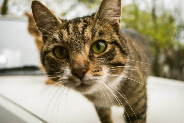 istock cat in the nature looking at camera 874113848