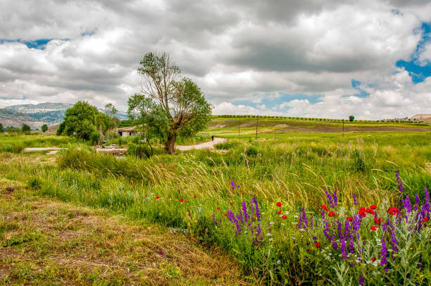 summer green forest glade, natural countryside scene