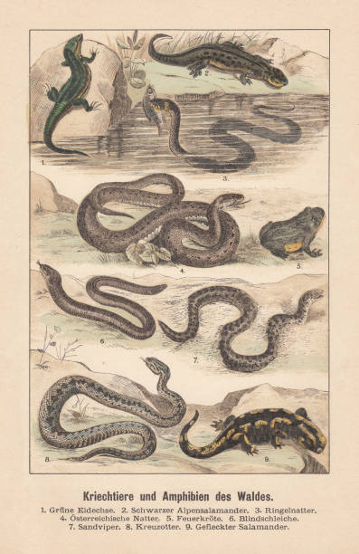 illustrations, cliparts, dessins animés et icônes de reptiles et amphibiens de la forêt, lithographie coloriée à la main, publiés de 1891 - european adder illustrations