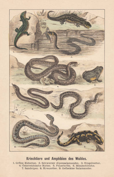рептилии и земноводные леса, литография ручного цвета, опубликованная в 1891 году - european adder illustrations stock illustrations