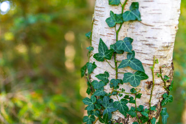 Common ivy, Hedera helix, silver birch, Betula pendula, growing in Ravenglass, Cumbria, United Kingdom Common ivy, Hedera helix, silver birch, Betula pendula, growing in Ravenglass, Cumbria in te United Kingdom ivy tree bark wood stock pictures, royalty-free photos & images