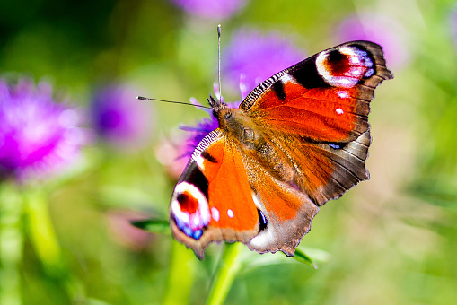 a butterfly feeds on nectar in the Annapurna region of Nepal