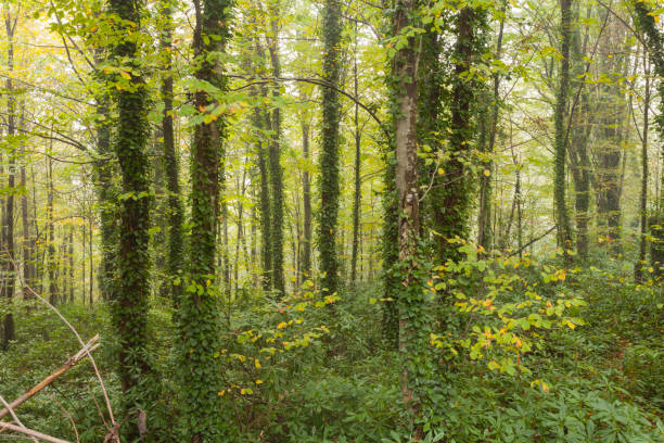 Autumn landscape in the woods