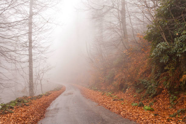 istock Path to the woods in autumn 874122620