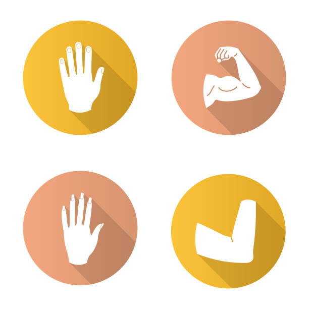 Body parts icons Body parts flat design vector icons. Male and female hands, muscular bicep, elbow joint hand-with-long-nails stock illustrations