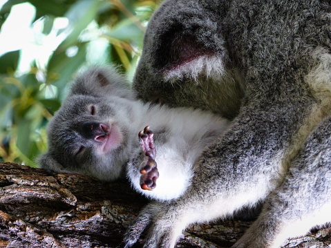 Close up of Baby Koala (joey) with Mother Koala. Koala Joey laying on its back on a branch with Mother Koala (Phascolarctos cinereus) resting on its chest. Photographed at Australia Zoo, Beerwah, Queensland, Australia