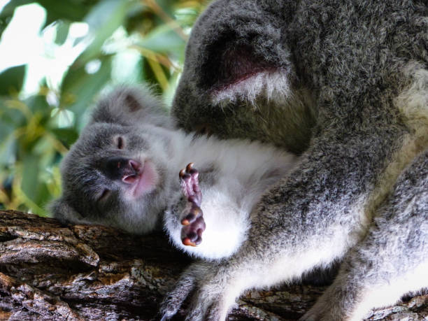 Baby Koala (Phascolarctos cinereus) Close up of Baby Koala (joey) with Mother Koala. Koala Joey laying on its back on a branch with Mother Koala (Phascolarctos cinereus) resting on its chest. Photographed at Australia Zoo, Beerwah, Queensland, Australia sleeping koala bear stock pictures, royalty-free photos & images