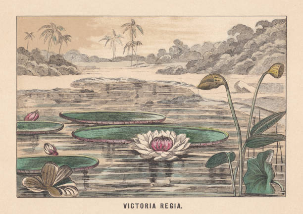 victoria amazonica (dawniej victoria regia), litografia w kolorze ręcznym, opublikowana w 1891 roku - victoria water lily stock illustrations